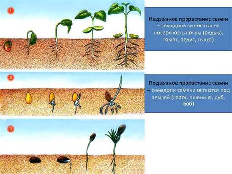 Влияние металлов на рост и развитие растений