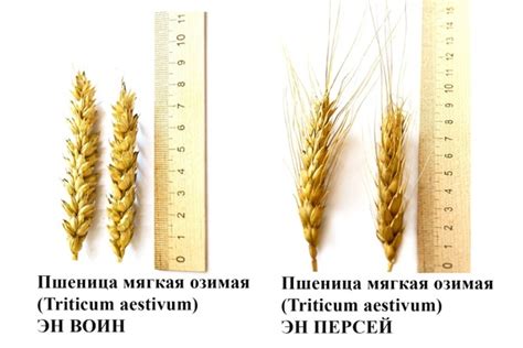 Пластичность и устойчивость к деформациям