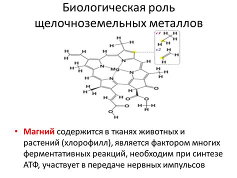 Роль щелочноземельных металлов в биологии: важность для жизни