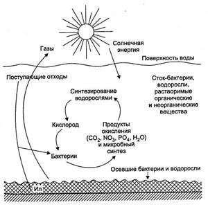 Токсичность и биоаккумуляция