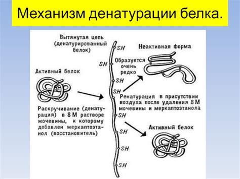 Эффект щелочей на механизм денатурации белков