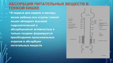 Абсорбция питательных веществ