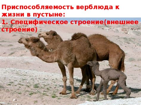 Адаптация верблюда к жизни в пустыне