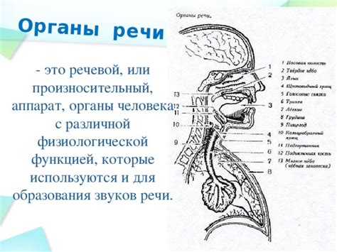 Активные органы речи