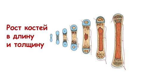 Акустические особенности кожи и костей