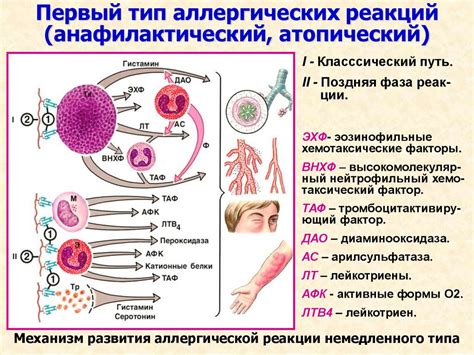 Аллергическая реакция как главный фактор