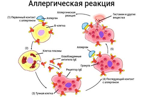 Аллергические реакции и воспалительные процессы