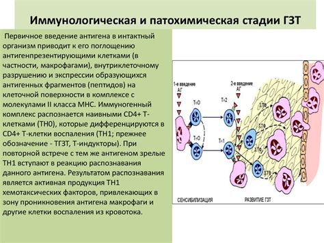 Аллергические реакции и иммунные нарушения