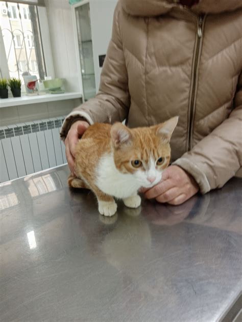 Аллергия на котов