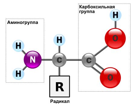 Аминокислоты: ключевые участники функционирования жизненно важных систем