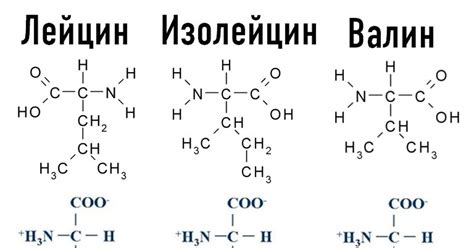 Аминокислоты: основные строительные блоки белка