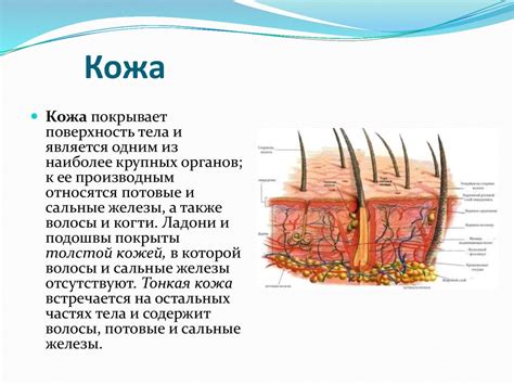Анализ кожи и волос