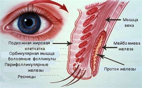 Анализ научных исследований о структуре глаза человека