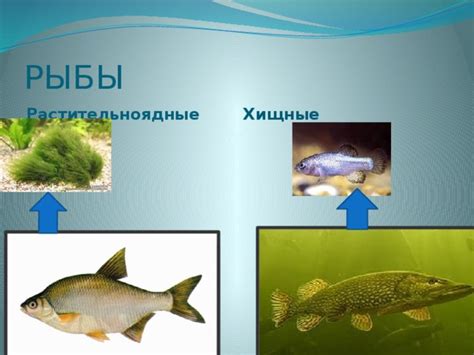 Анализ популярных взглядов и мнений: исследование мнений по теме рыбы из водоемов столицы