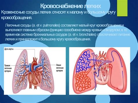 Анатомические и физиологические особенности