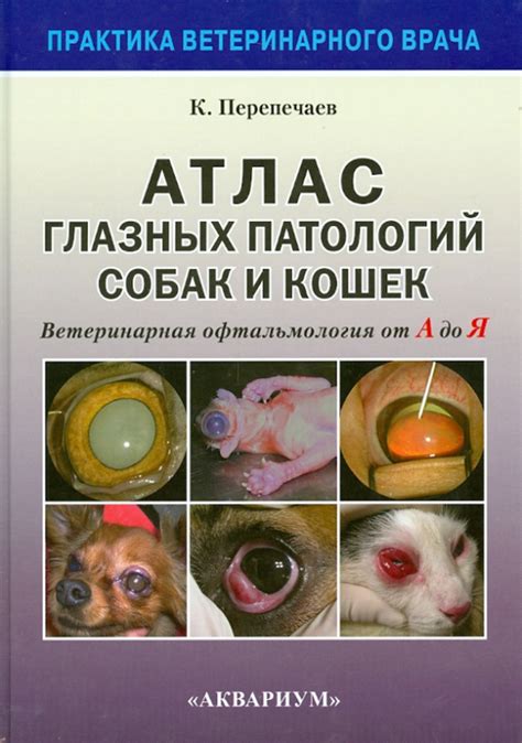 Анатомические особенности глазных органов кошек и собак
