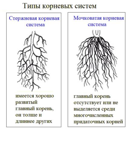 Анатомические особенности корней