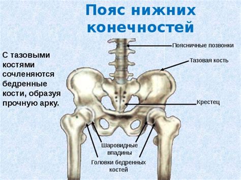 Анатомический строение костей, составляющих пояс нижних конечностей