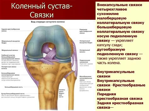 Анатомическое строение ноги и коленного сустава