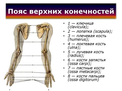 Анатомия верхней и нижней части туловища