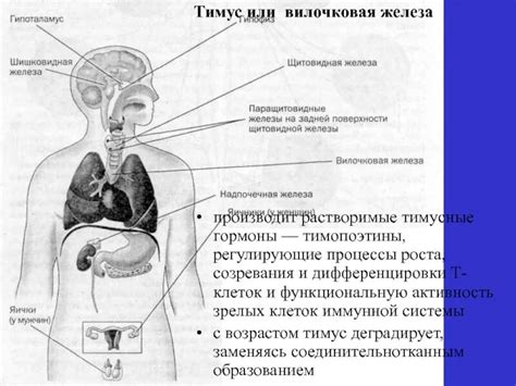 Анатомия желез внутренней секреции: строение и организация