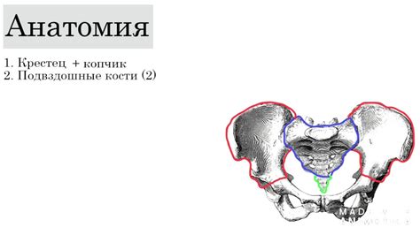 Анатомия и размеры