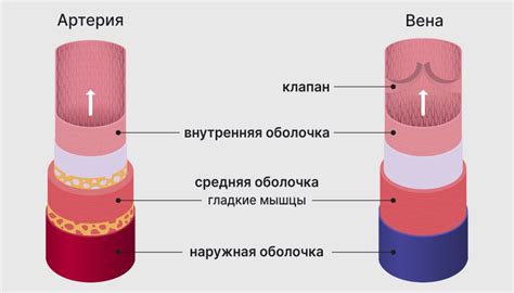 Анатомия и строение сосудов