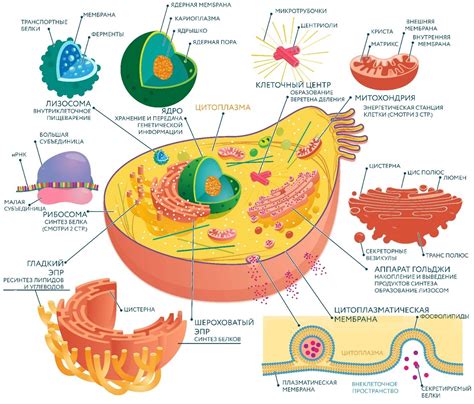 Анатомия клеток: основные органеллы