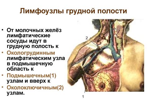 Анатомия лимфатической системы