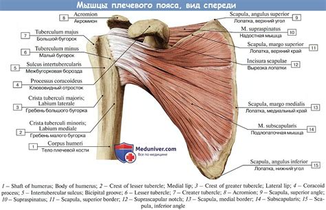 Анатомия малого бугорка