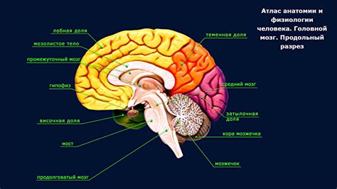 Анатомия мозга человека