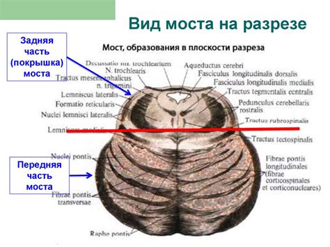 Анатомия моста головного мозга