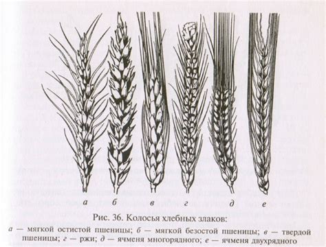 Анатомия стебля зерновых культур: структура и функции