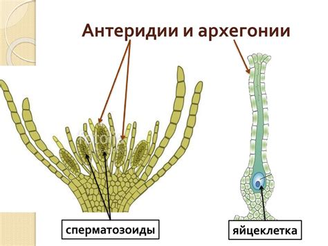 Архегонии и их функции