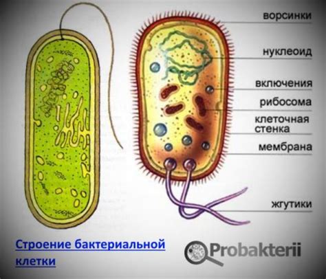 Бактериальная клетка и ее особенности