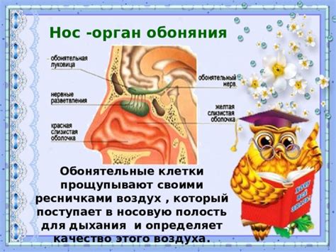 Безопасность и эффективность метода введения морковного экстракта в носовую полость