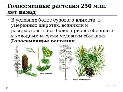 Белиние юных растений в условиях сурового климата