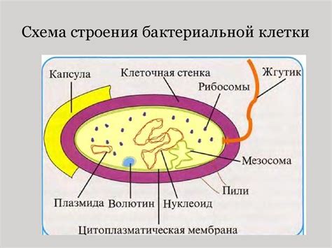 Белки и ферменты в процессах внутри бактериальной клетки
