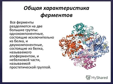 Белки и энзимы