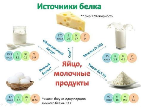 Белковая пища: неотъемлемая составляющая питания с разнообразием питательных веществ