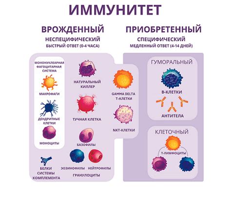 Белок для иммунитета