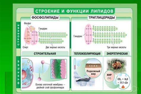 Биологическая важность и применение явора