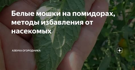 Биологическая защита помидоров от белой мошки