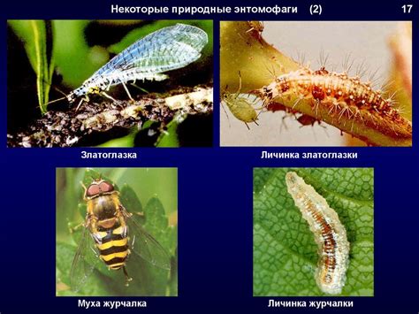 Биологические методы борьбы с мхом