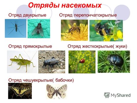 Биологические особенности строговых насекомых