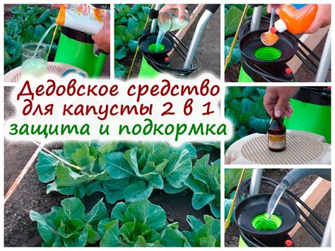 Биологические средства защиты для обработки капусты в июне