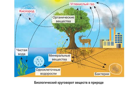 Биологический цикл и переработка отходов