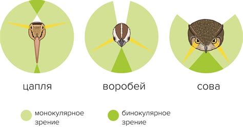 Биомеханические особенности и различия в остроте зрения у разных глаз