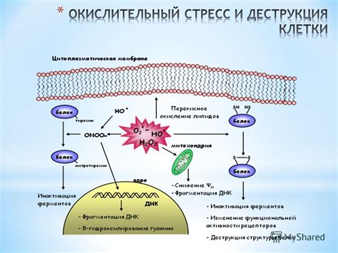 Биохимические процессы в клетке