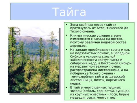 Благоприятные условия для роста лиственницы в Восточной Сибири